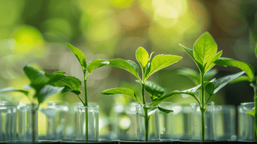 Bioengineering Crops: Genetic Modification in Agriculture
